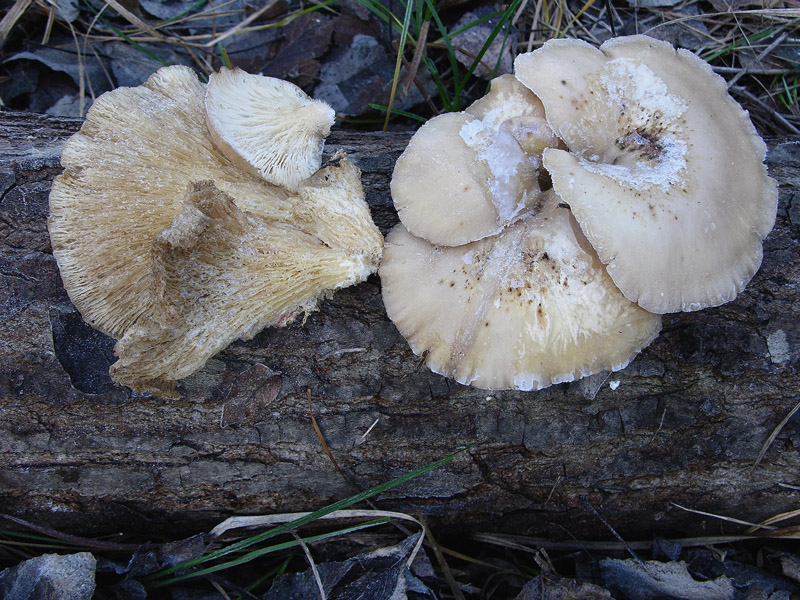 A caccia di Pleurotus ostreatus.....chiamati i  geloni...